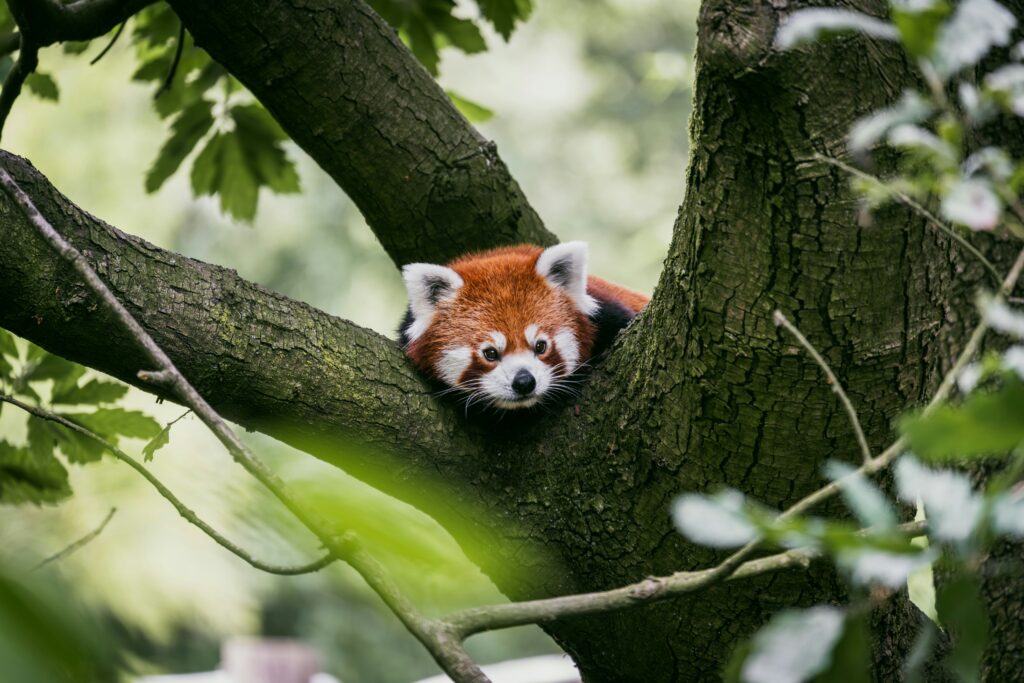 Eindhoven Zoo​ Eindhoven Netherlands